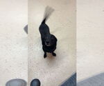 Small #2 Dachshund Mix