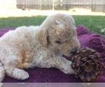 Small Photo #7 Goldendoodle Puppy For Sale in KALISPELL, MT, USA