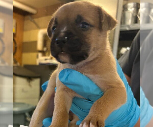 Medium Photo #2 German Shepherd Dog Puppy For Sale in Riverside, CA, USA
