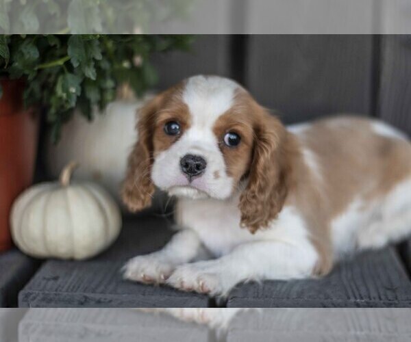 Medium Photo #2 Cavalier King Charles Spaniel Puppy For Sale in MILLERSBURG, OH, USA