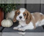 Small #1 Cavalier King Charles Spaniel