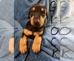 Puppy Glock Doberman Pinscher