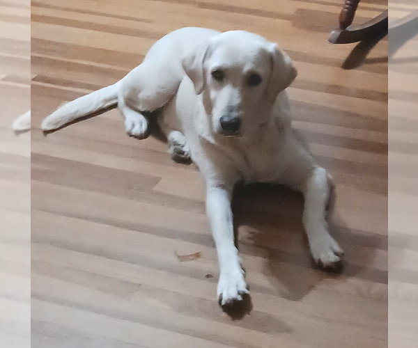 Medium Photo #3 Labrador Retriever-Unknown Mix Puppy For Sale in Brewster, NY, USA