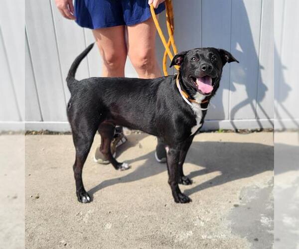 Medium Photo #1 Labrador Retriever-Unknown Mix Puppy For Sale in Louisville, KY, USA
