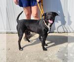 Small Labrador Retriever Mix