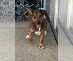 Basset Hound-Unknown Mix Dogs for adoption in Staley, NC, USA