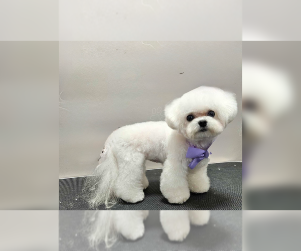 Medium Photo #1 Maltipoo (Toy) Puppy For Sale in RANCHO BERNARDO, CA, USA