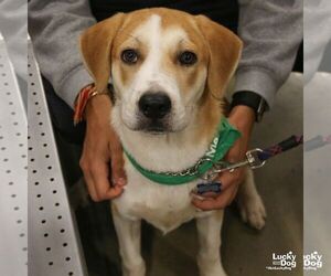 Lemon Bar - Male Labrador Retriever-Unknown Mix Dog for Adoption - Photo #3