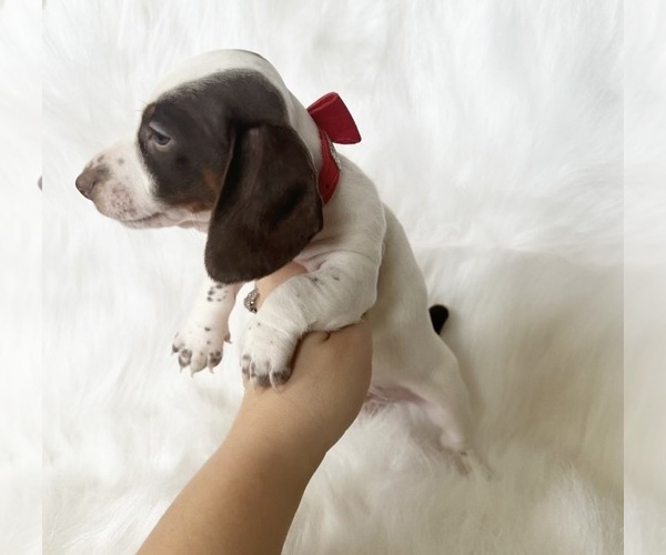 Medium Photo #4 Dachshund Puppy For Sale in DAVIS, CA, USA