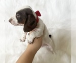 Small #3 Dachshund
