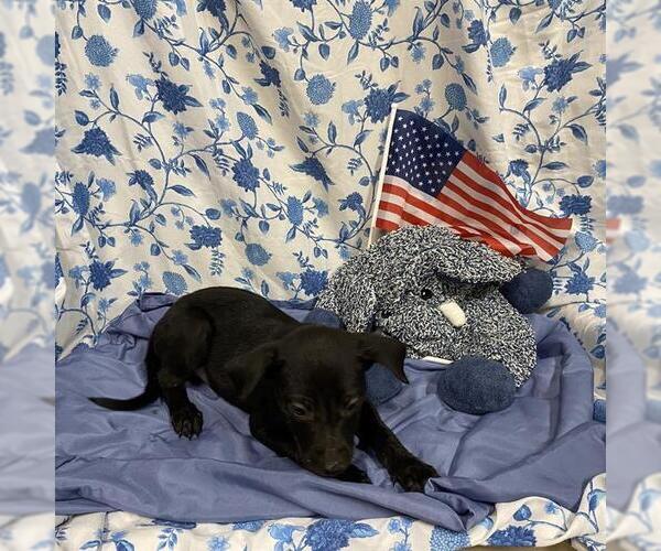 Medium Photo #1 Mutt Puppy For Sale in Modesto, CA, USA