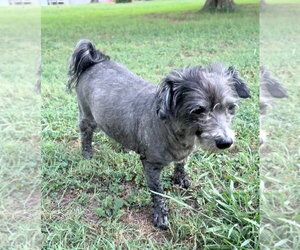 Maude - Female Mutt Dog for Adoption - Photo #3