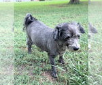 Small Photo #3 Mutt Puppy For Sale in Greenville, SC, USA