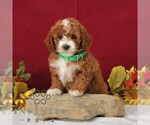Small #3 Goldendoodle (Miniature)