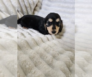 Dachshund Puppy for sale in PARKER, CO, USA