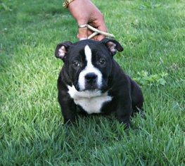 American Bully Puppy for sale in STOUGHTON, MA, USA