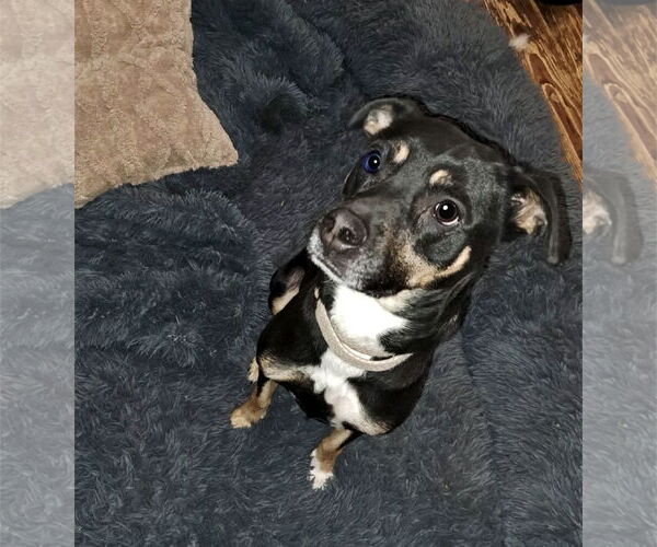 Medium Photo #7 Mutt Puppy For Sale in Alexandria, KY, USA
