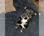 Small #6 Mutt