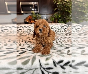 Cavapoo Puppy for sale in GREENWOOD, IN, USA