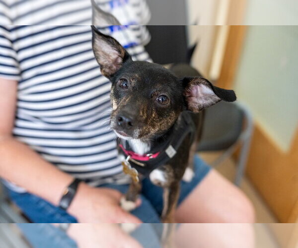 Medium Photo #4 Chihuahua-Unknown Mix Puppy For Sale in Mundelein, IL, USA