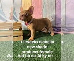 Small Photo #49 French Bulldog Puppy For Sale in CAPE CORAL, FL, USA