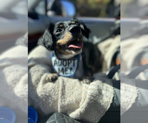 Medium Photo #6 Dachshund-Unknown Mix Puppy For Sale in Los Angeles, CA, USA