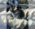 Small #5 Dachshund Mix