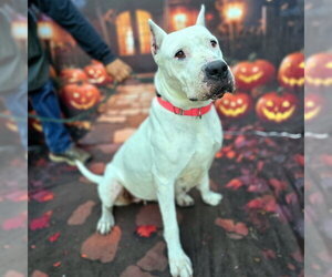 Argentinian Mastiff Dogs for adoption in Long Beach, CA, USA