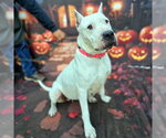 CANIA - Female Argentinian Mastiff Dog for Adoption - Small photo