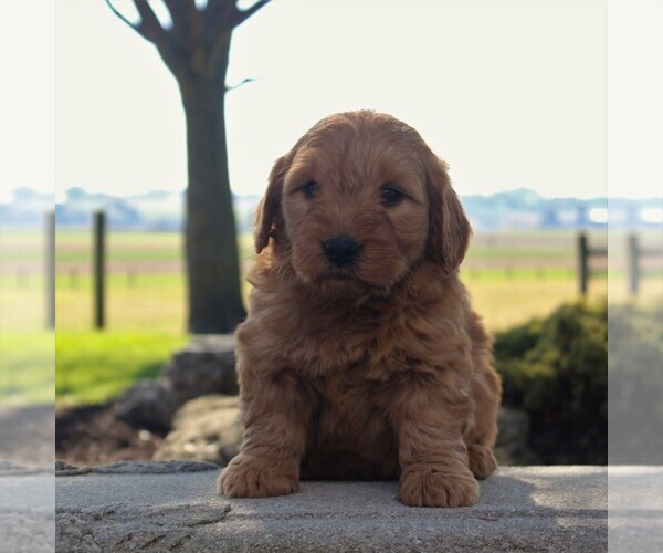 Medium Photo #6 Goldendoodle-Poodle (Miniature) Mix Puppy For Sale in GORDONVILLE, PA, USA