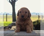 Small Photo #6 Goldendoodle-Poodle (Miniature) Mix Puppy For Sale in GORDONVILLE, PA, USA