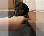 Small Photo #12 Dachshund Puppy For Sale in ROCK HILL, SC, USA
