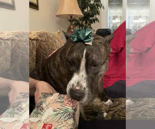 Medium Photo #1 American Pit Bull Terrier-Unknown Mix Puppy For Sale in Strongsville, OH, USA