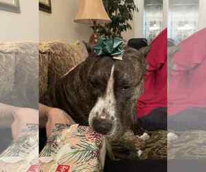 American Pit Bull Terrier-Unknown Mix Dogs for adoption in Strongsville, OH, USA