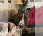 Small American Pit Bull Terrier Mix