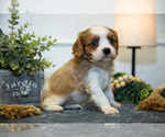 Small Photo #9 Cavalier King Charles Spaniel Puppy For Sale in GOSHEN, IN, USA
