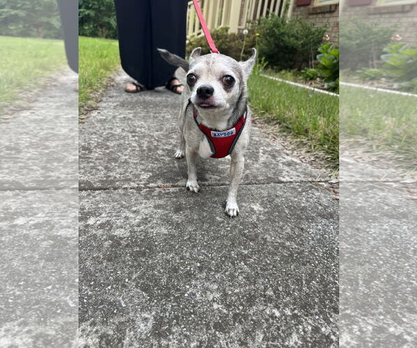 Medium Photo #2 Chihuahua Puppy For Sale in Middlesex, NC, USA