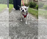 Small #1 Chihuahua