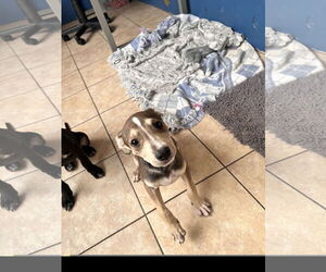Thunder - Male American Staffordshire Terrier-Unknown Mix Dog for Adoption - Photo #3