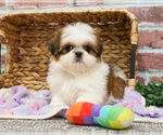 Small #8 Shih Tzu