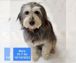 Small Photo #2 Schnauzer (Giant)-Unknown Mix Puppy For Sale in West Hollywood, CA, USA