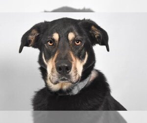 Shepradors Dogs for adoption in Fort Collins, CO, USA