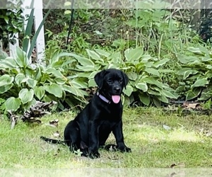 Labrador Retriever Puppy for Sale in LOUISBURG, North Carolina USA
