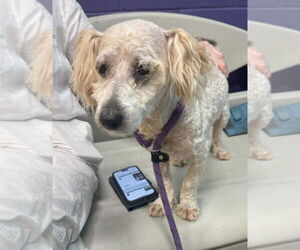 Shih-Poo Dogs for adoption in Greenbelt, MD, USA
