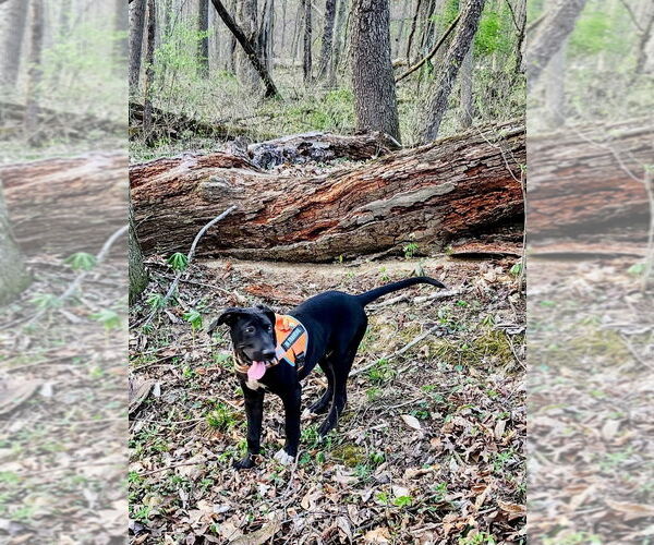 Medium Photo #2 German Shepherd Dog-Great Dane Mix Puppy For Sale in Bullard, TX, USA