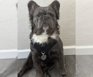 Father of the French Bulldog puppies born on 07/06/2025