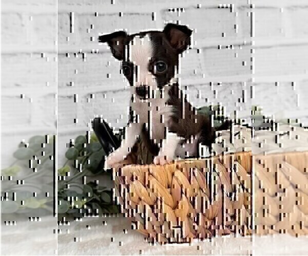 Medium Photo #14 Chihuahua Puppy For Sale in TAMPA, FL, USA