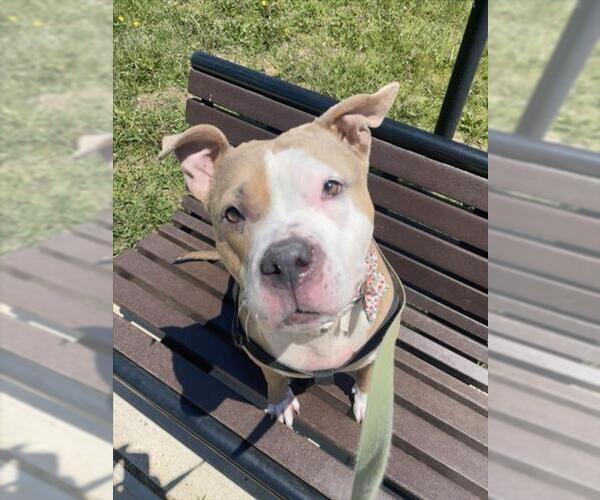 Medium Photo #2 Staffordshire Bull Terrier Puppy For Sale in Derwood, MD, USA