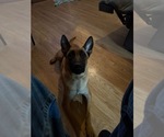 Small Photo #1 Belgian Malinois-Dutch Shepherd Dog Mix Puppy For Sale in GAINESVILLE, GA, USA