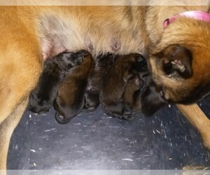 Belgian Malinois Puppy for sale in CHURCH HILL, TN, USA